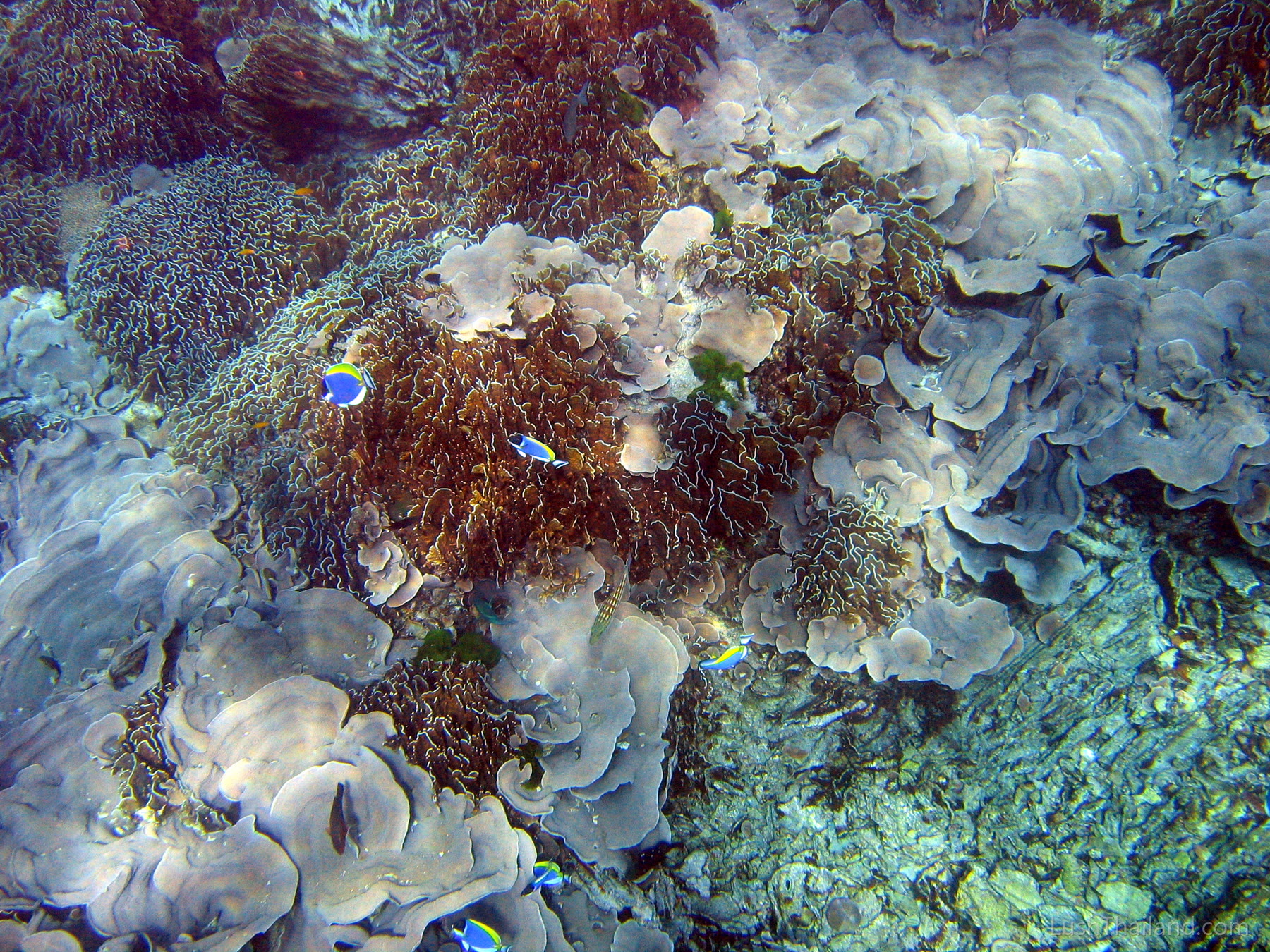 Coral reef and tropical fish seen while snorkeling in the Similan Islands, Thailand