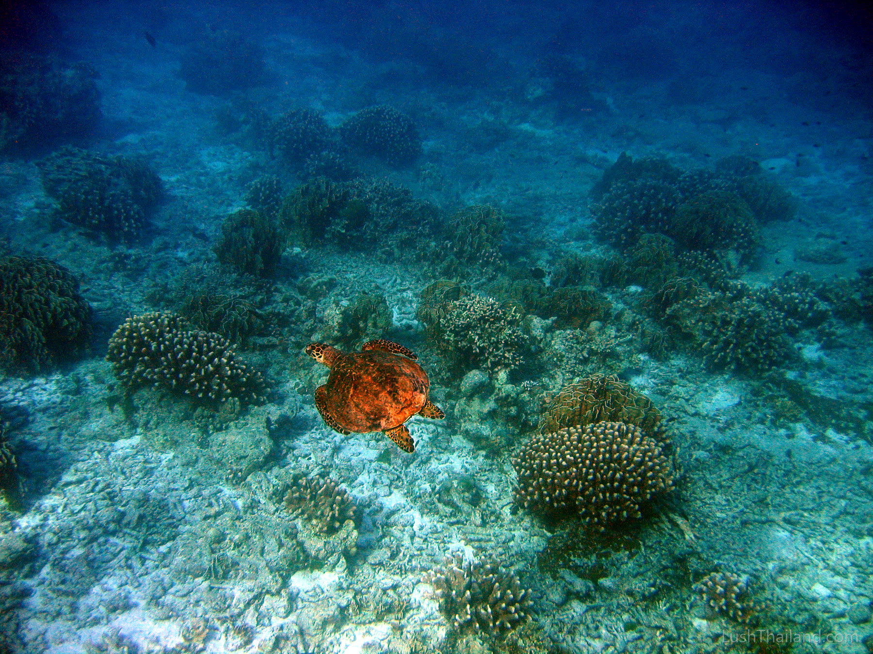 A sea turtle swimming above coral in the Similan Islands, Thailand