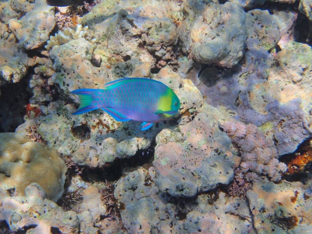 Snorkeler swimming above colorful coral reef with tropical fish in clear Andaman Sea water